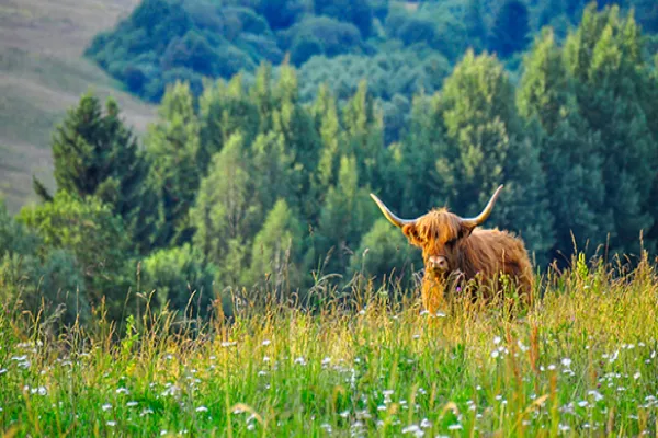 Lower Range to Drive Stealth Bull Market in Bonds