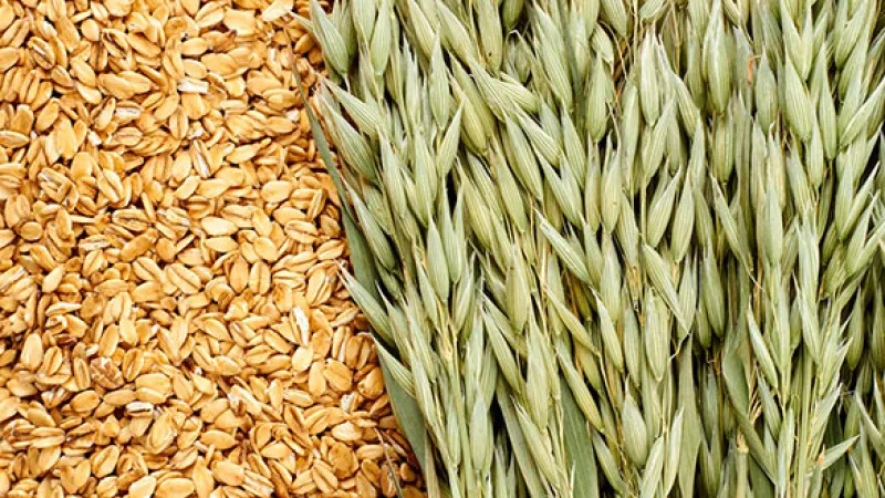 Oats