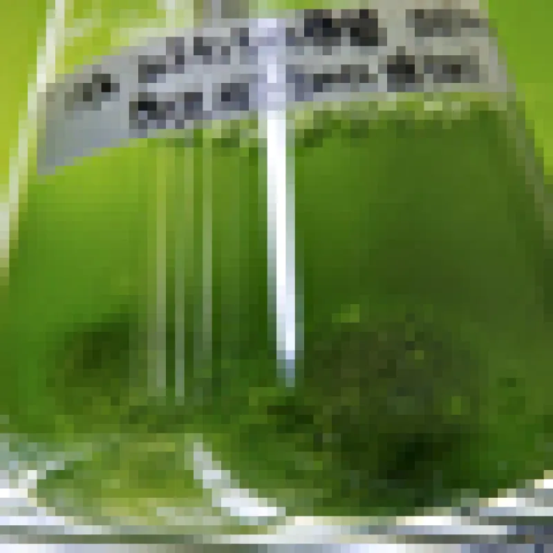 Scientists Try Algae 'Alchemy' To Grow Oil In Paddies