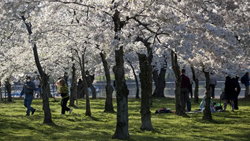 spring-cherry-blossom-large.jpg